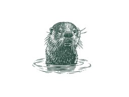 Otter in the water